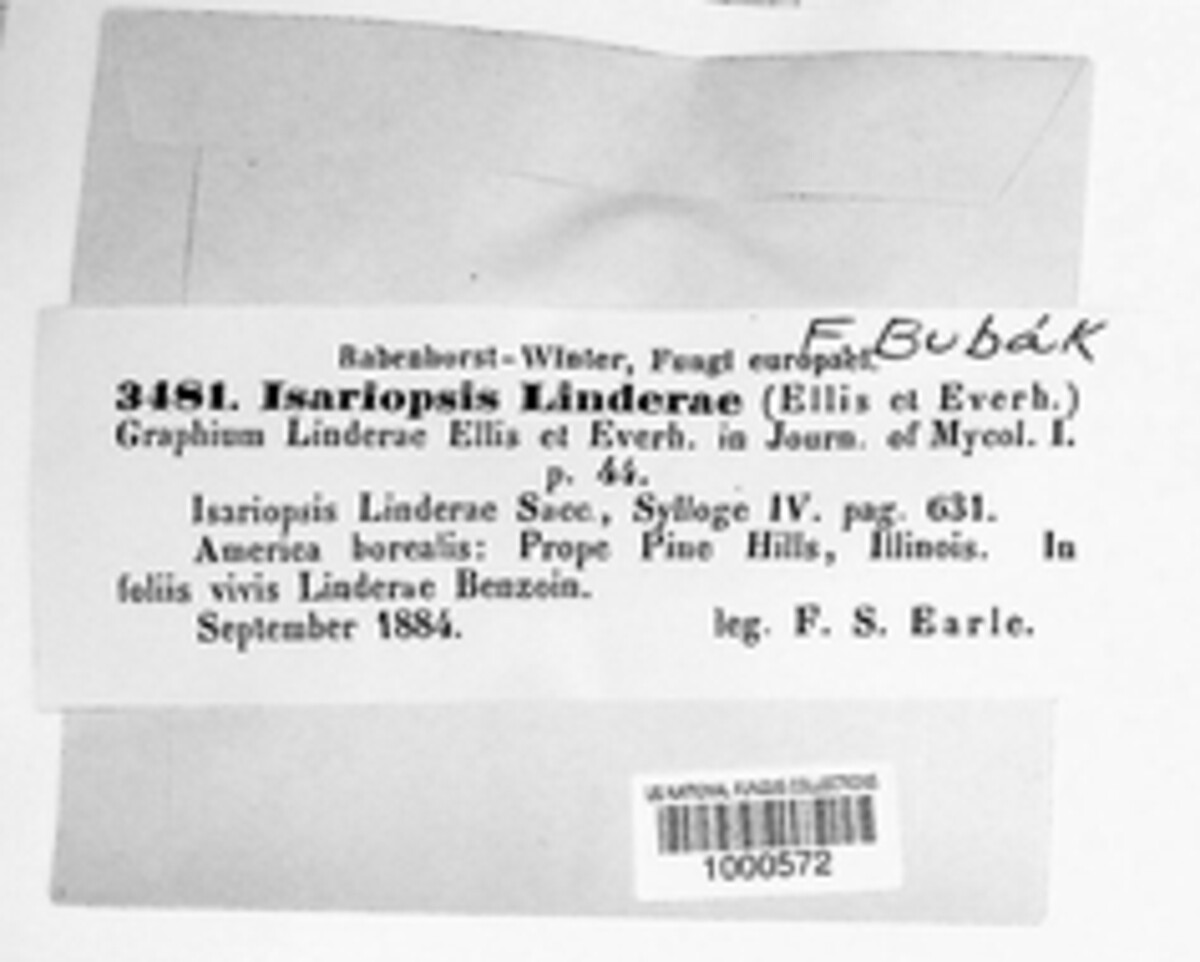 Bitunicostilbe linderae image